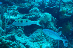 Caranx ruber