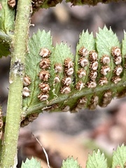 Dryopteris arguta