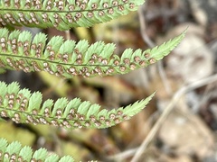 Dryopteris arguta