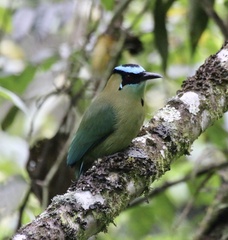 Momotus aequatorialis