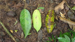 Ficus citrifolia
