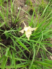 Gladiolus longicollis
