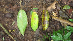 Ficus citrifolia