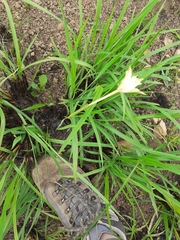 Gladiolus longicollis