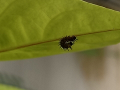 Doleschallia bisaltide