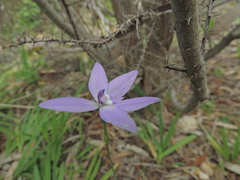 Glossodia major