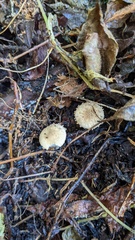 Cystolepiota
