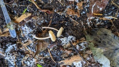 Cystolepiota