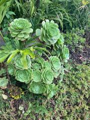 Aeonium canariense