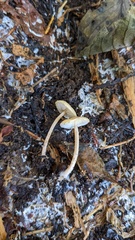Cystolepiota