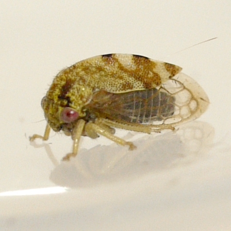 Cyrtolobus pictus