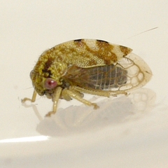 Cyrtolobus
