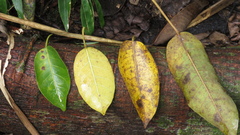Ficus citrifolia