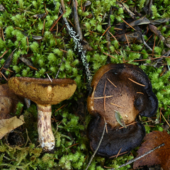 Suillus lakei