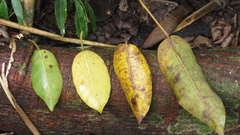 Ficus citrifolia
