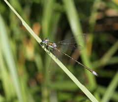 Lestes virens vestalis