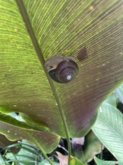 Gastropoda