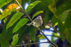 Conirostrum speciosum