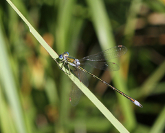 Lestes virens vestalis