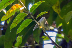 Conirostrum speciosum