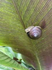 Gastropoda