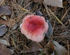 Russula rosacea