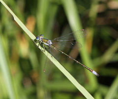 Lestes virens vestalis