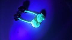 Cystolepiota