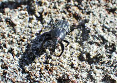 Sphenophorus cicatristriatus