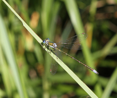 Lestes virens vestalis
