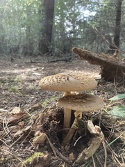 Amanita augusta