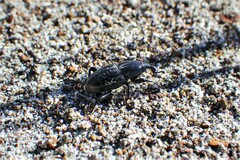 Sphenophorus cicatristriatus