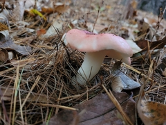 Russula rosacea
