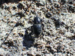 Sphenophorus cicatristriatus