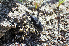 Sphenophorus cicatristriatus