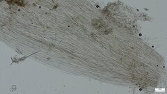 Cystolepiota
