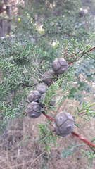 Cupressus pygmaea