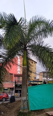Arecoideae
