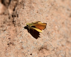 Copaeodes aurantiaca