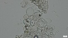 Cystolepiota