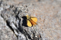 Copaeodes aurantiaca