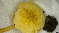 Cystolepiota