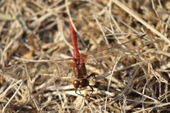 Sympetrum pallipes