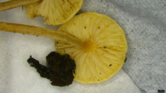 Cystolepiota