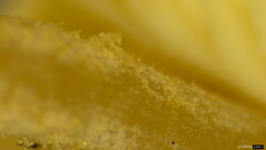Cystolepiota