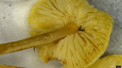 Cystolepiota