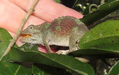 Bradypodion caeruleogula