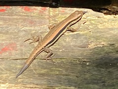 Sphenomorphus maculatus