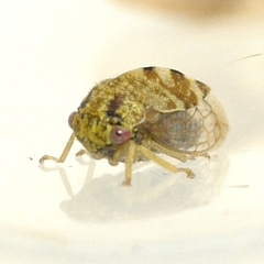 Cyrtolobus