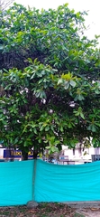Terminalia catappa